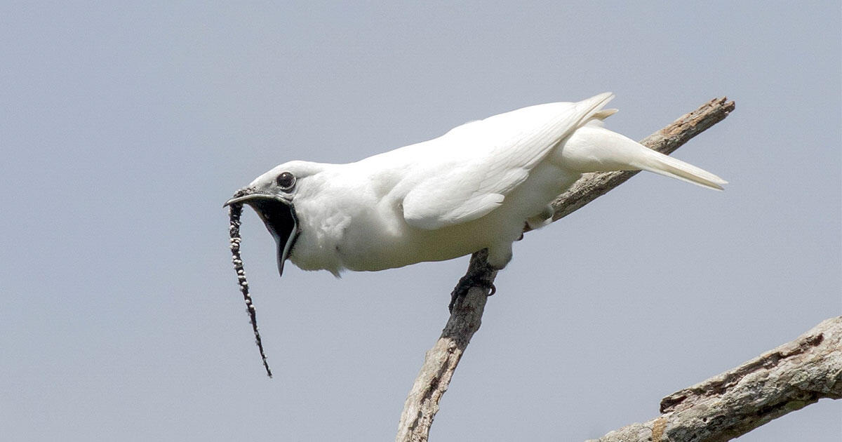 Listen to the Loudest Bird Ever Recorded Audubon