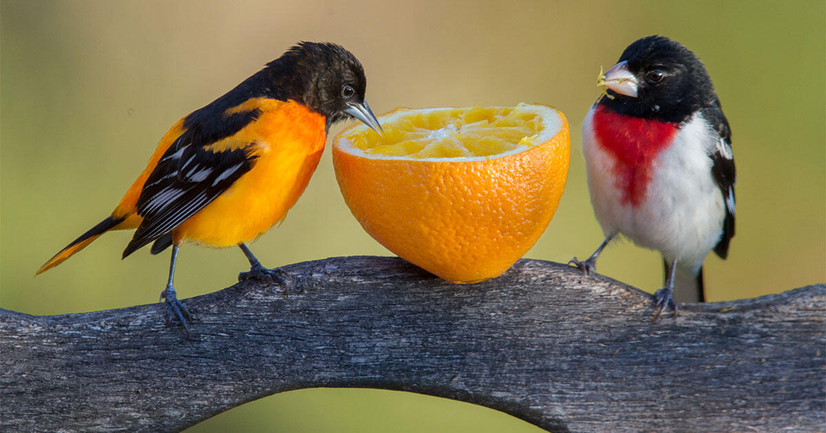 local bird stores near me