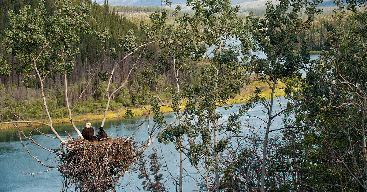 Five Rules for Photographing Bald Eagle Nests Audubon
