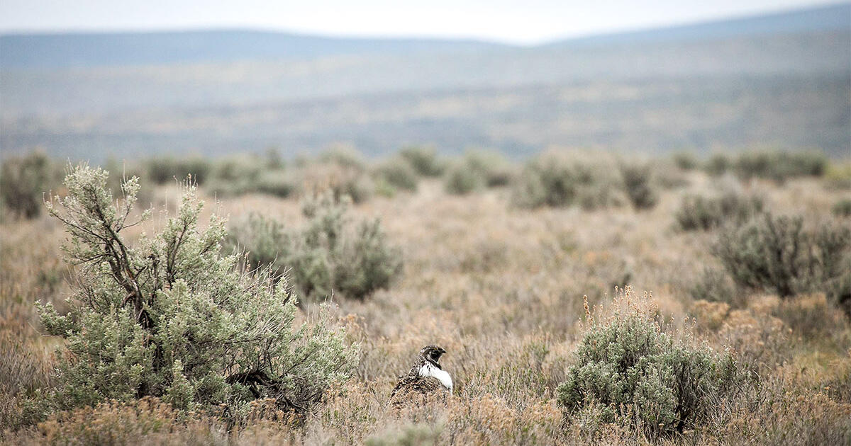 Celebrating Sagebrush The West's Most Important Native Plant Audubon