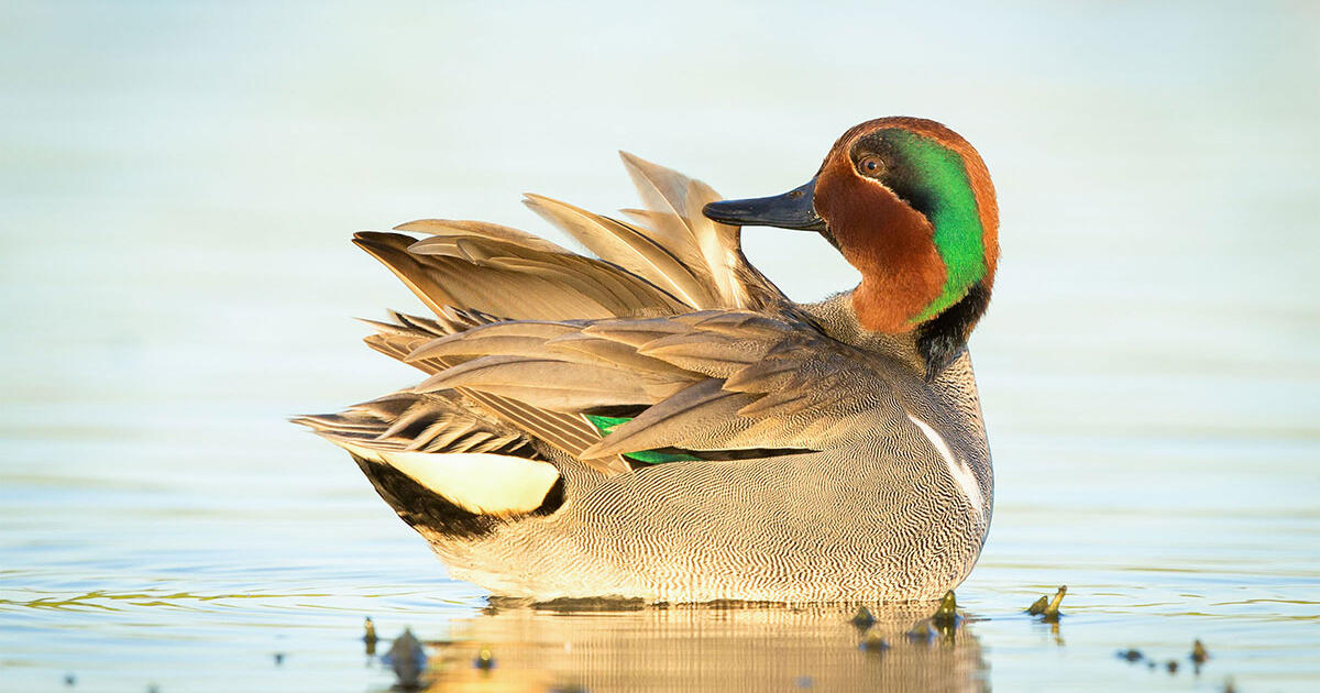 Ten Tips for Waterfowl Beginners | Audubon