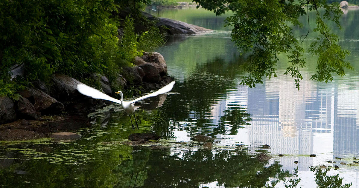 The Insider’s Guide to Birding in Central Park, New York City Audubon