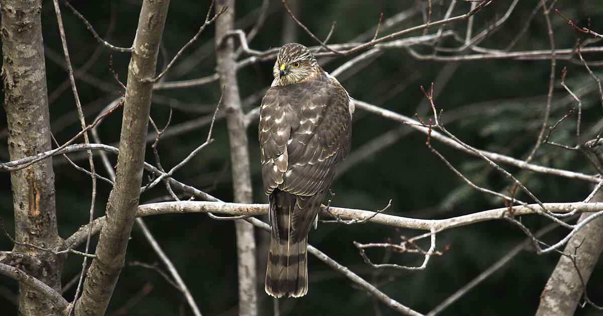 Try These Four Free Birding Quizzes on Twitter Audubon