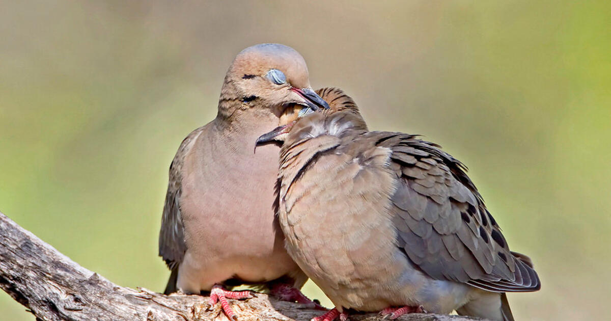 What Valentine S Day Birds Can Tell You About Your Love Life Audubon