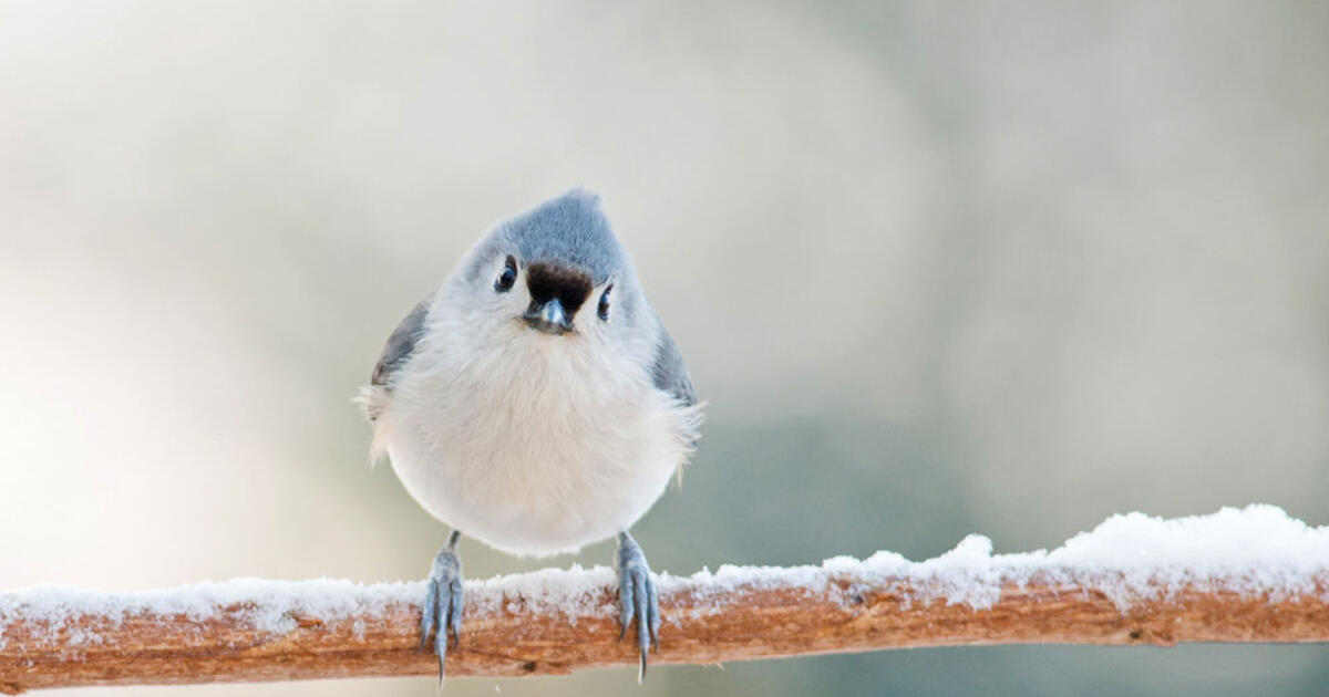 Gimme Shelter How Do Birds Survive A Snow Storm Audubon