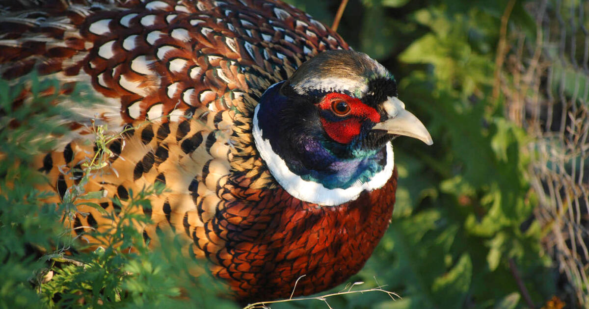 What S Your State Bird Audubon