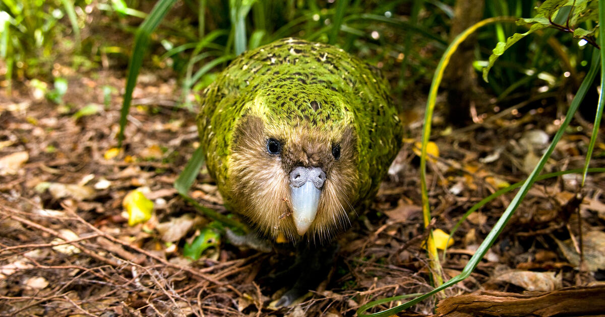 The Critically Endangered Kakapo Parrot Is Having One Fantastic Year