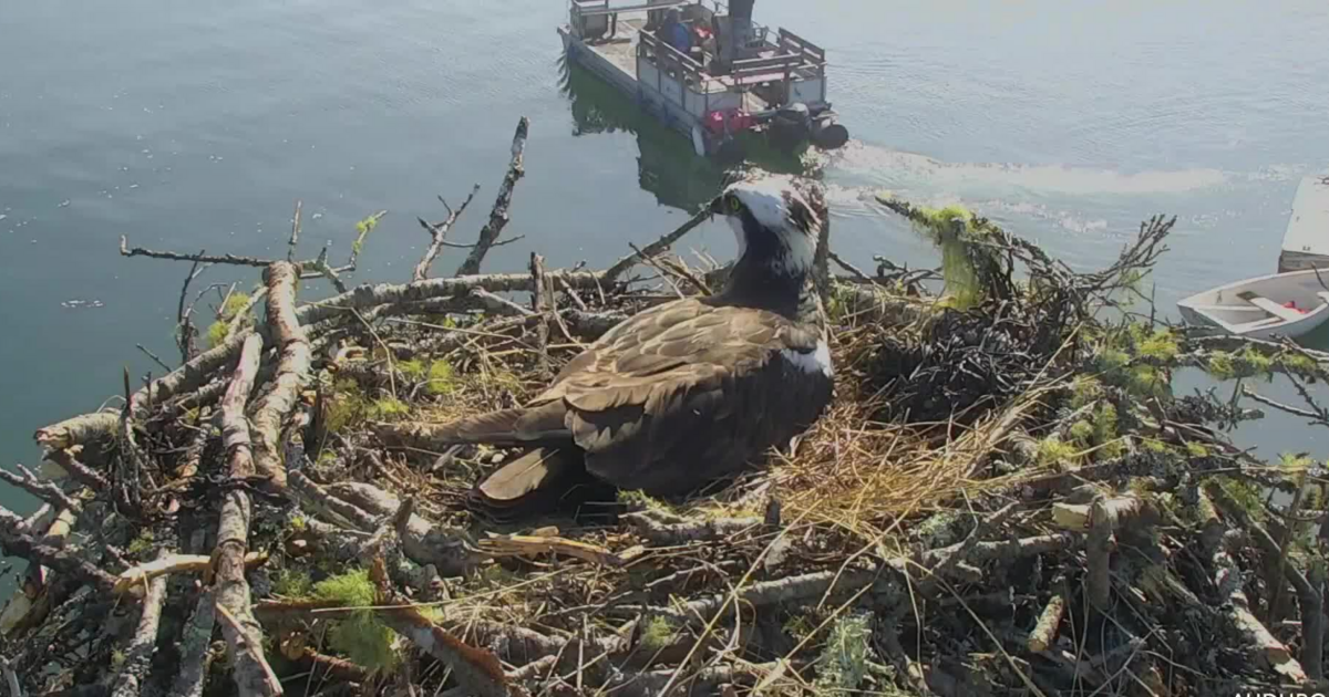 For the First Time, Osprey Chicks Have Efficiently Fledged from Hog Island’s Boathouse Nest