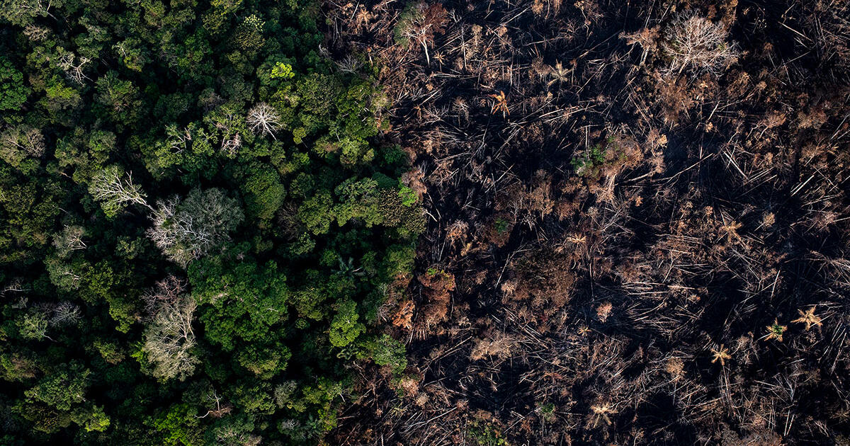 The Amazon Could Soon Transition to a Dry, Savanna-like Ecosystem - Vimarsana News
