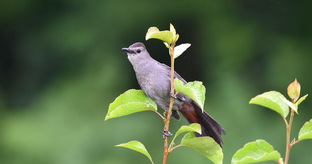 10 Fun Facts About the Gray Catbird - Vimarsana News