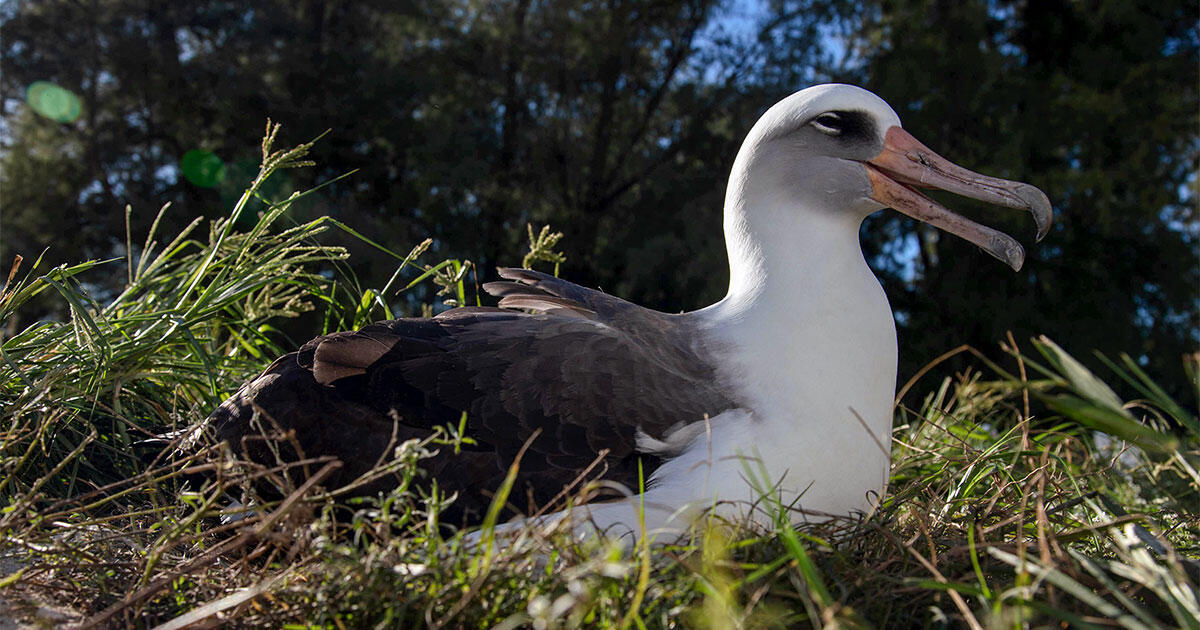 Why Birds Are Anti-Getting old Superstars