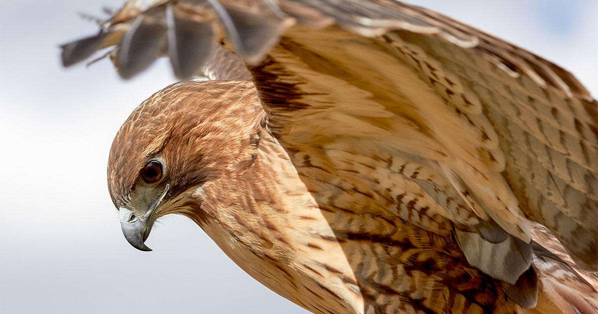 One Of These Birds Should Be Washington D C S New Football Mascot Audubon