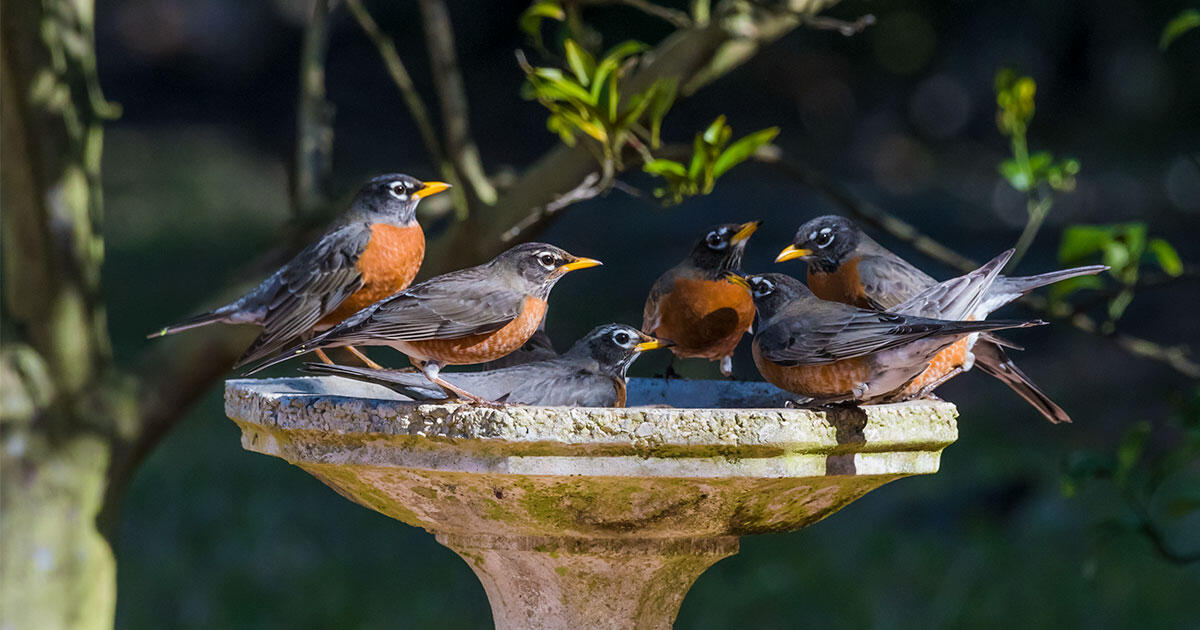 10 Fun Facts About the American Robin Audubon