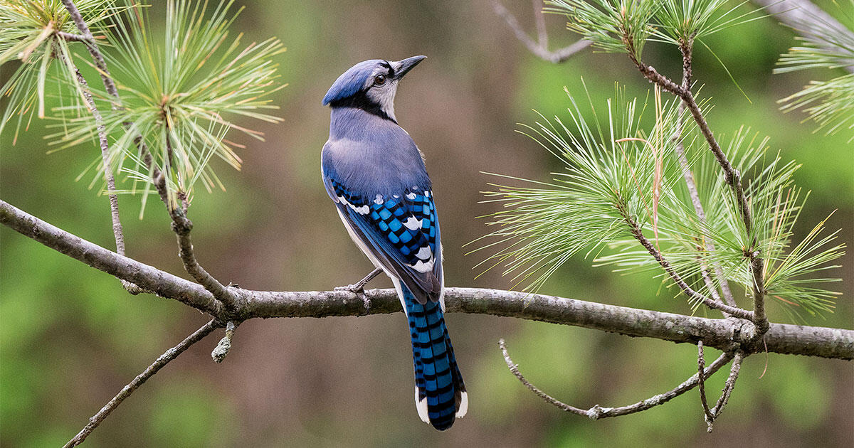 Why Birding From Home Is Not An Equal Opportunity Activity Audubon