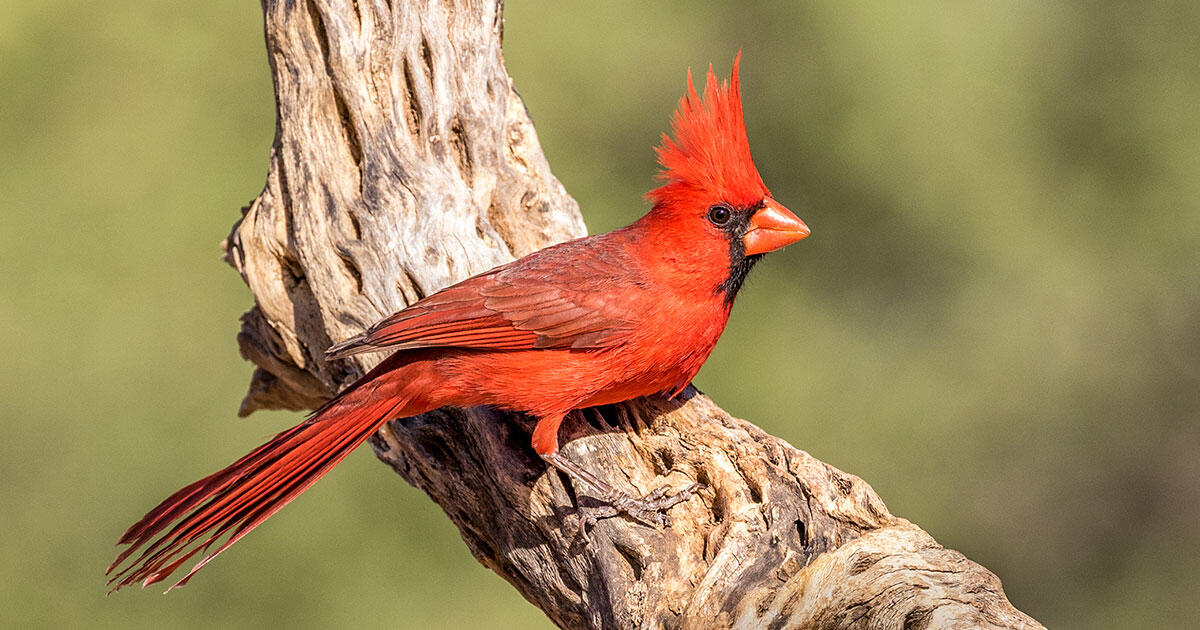 For Male Cardinals The Redder The Better Audubon