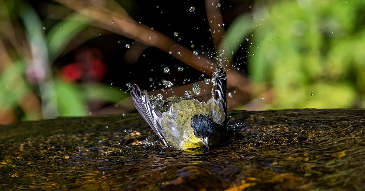 How to Help Birds Beat the Heat - Vimarsana News