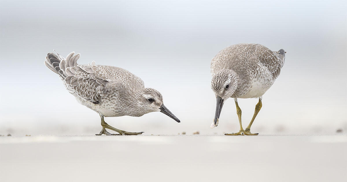 One Lesson From Sandy: Hurricanes Aren’t All Dangerous for Birds