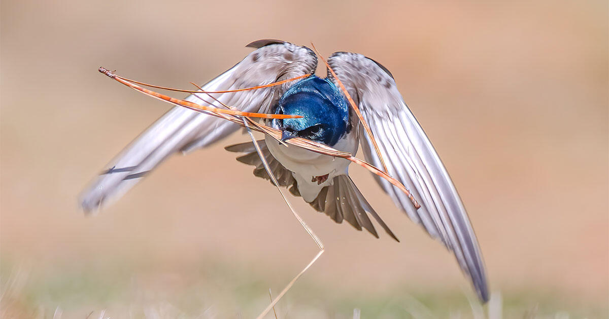 www.audubon.org