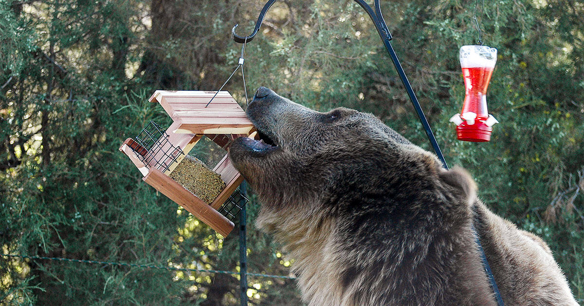 Why Chook Feed Can Be a ‘Gateway Meals’ for Bears