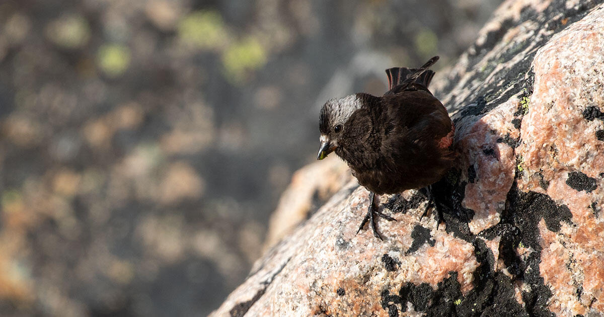 Wildlife Officials Want to Make it Easier to Relocate Climate-Imperiled Species - Vimarsana News
