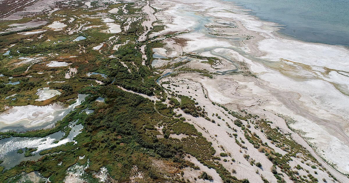 Shock Chicken-Wealthy Wetlands Emerge on Dry Lakebed of Shrinking Salton Sea