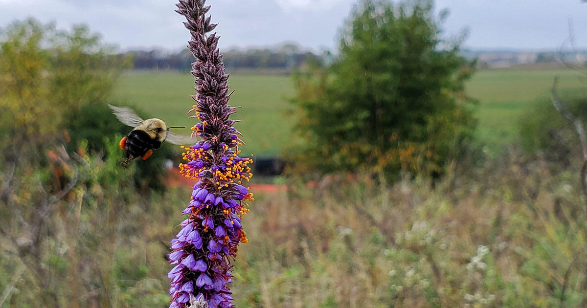 Bell Bowl Prairie Activists Stay Steadfast as a Rare Habitat Remains in Limbo - Vimarsana News