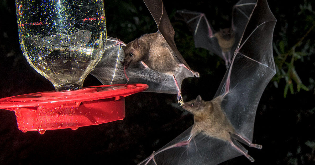 How Hummingbird Followers Are Serving to to Shield a Border-Crossing Bat