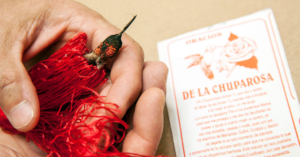 The Illegal Trade in These Love Charms Is a Growing Threat to Hummingbirds - Vimarsana News