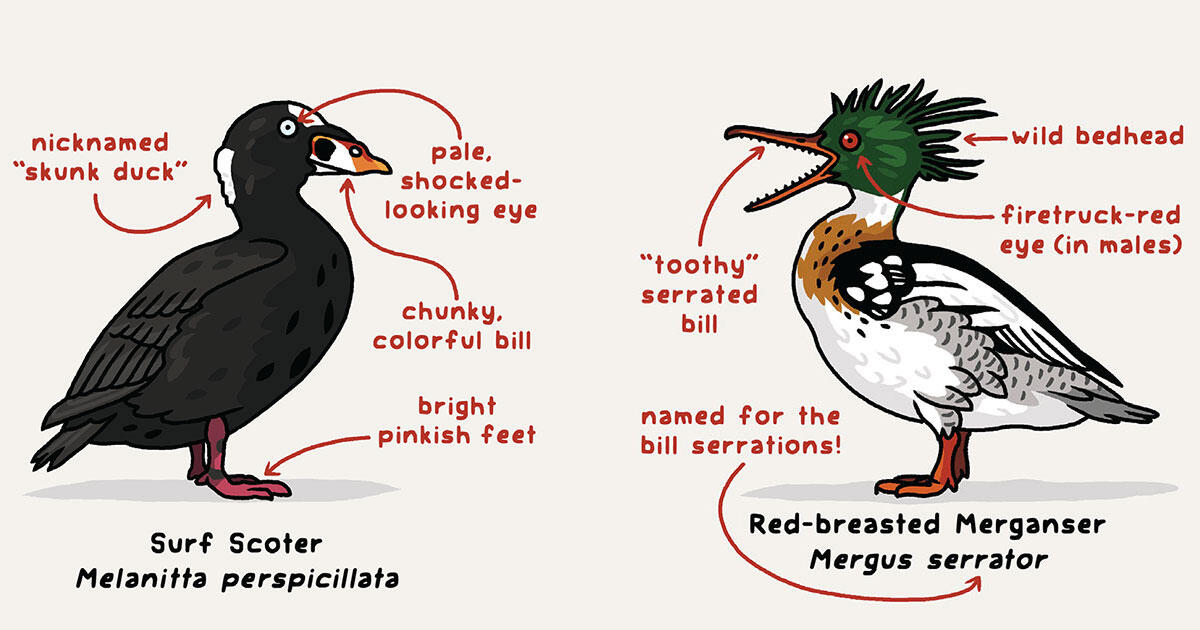 An Ode to Weird Duck Time - Vimarsana News