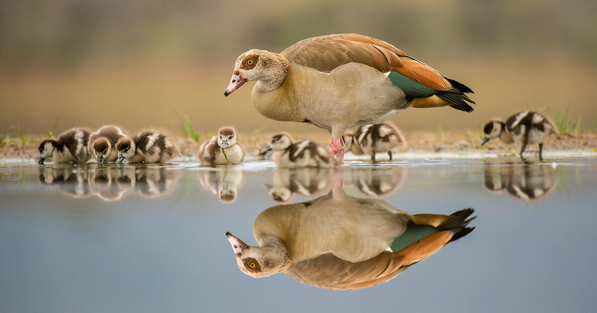 Audubon Calls on World Leaders to Take Instant Motion to Fight Local weather and Biodiversity Disaster