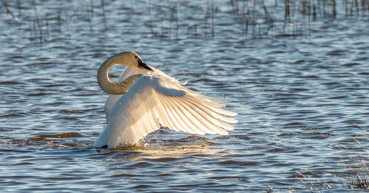 Audubon: “All-hands-on-deck to defend the Arctic Nationwide Wildlife Refuge.”