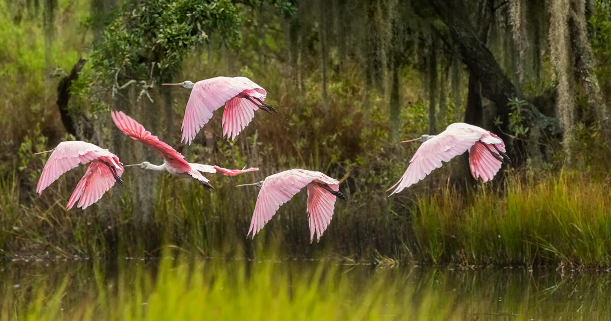 Wandering Spoonbills Tell Us What We Need to Protect the Everglades - Vimarsana News