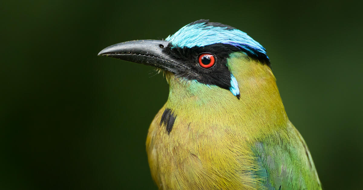 Colombia's National Strategy for the Conservation of Birds: ENCA 2021/2030 - Vimarsana News