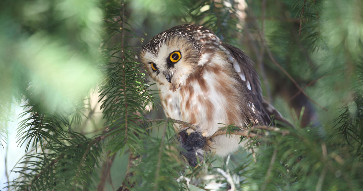 Where Will Rocky the Northern Saw-whet Owl Spend the Holidays? - Vimarsana News