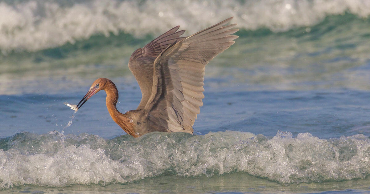 President Biden Uses His First 100 Days To Protect The Ocean Audubon