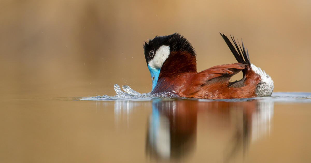 Audubon Testifies in Favor of Historic Funding for Great Salt Lake - Vimarsana News