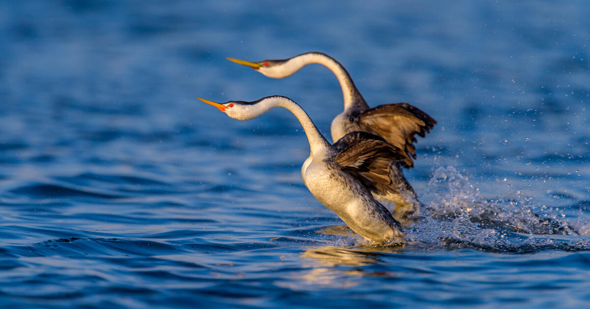 The Entire Colorado River Basin Is In Crisis Audubon