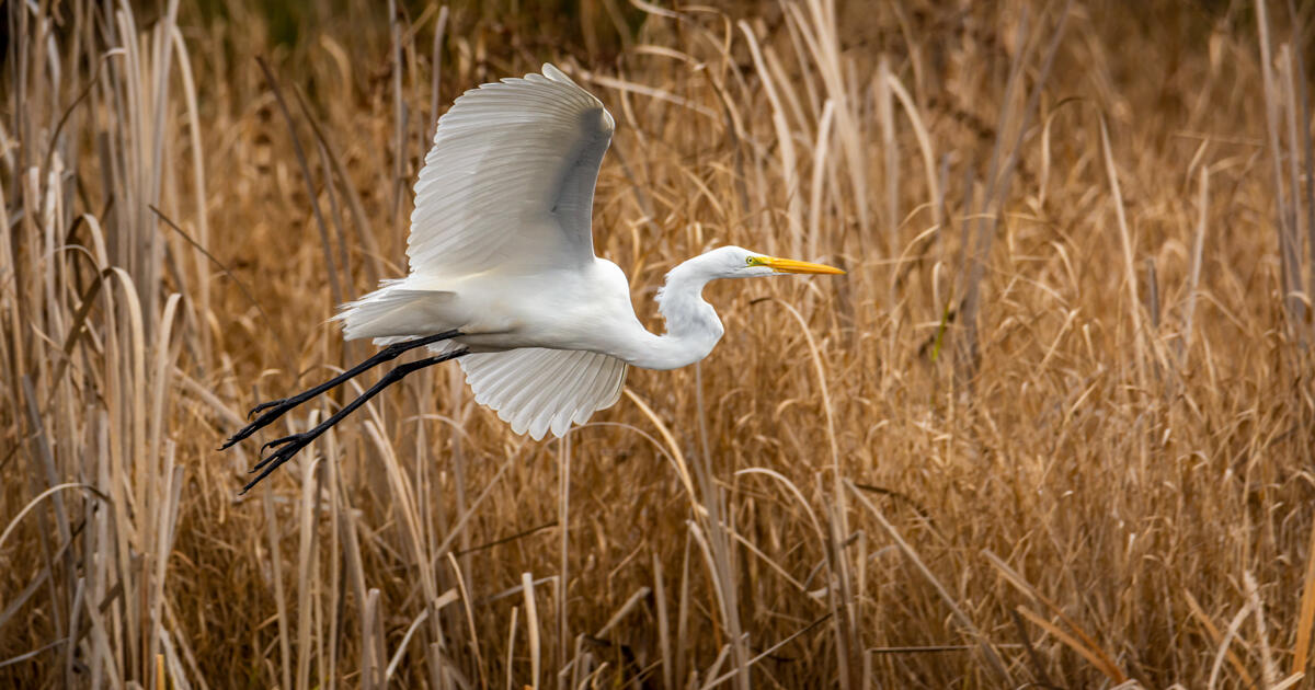 Audubon Appoints Advertising and Technique Leaders to Nationwide Board