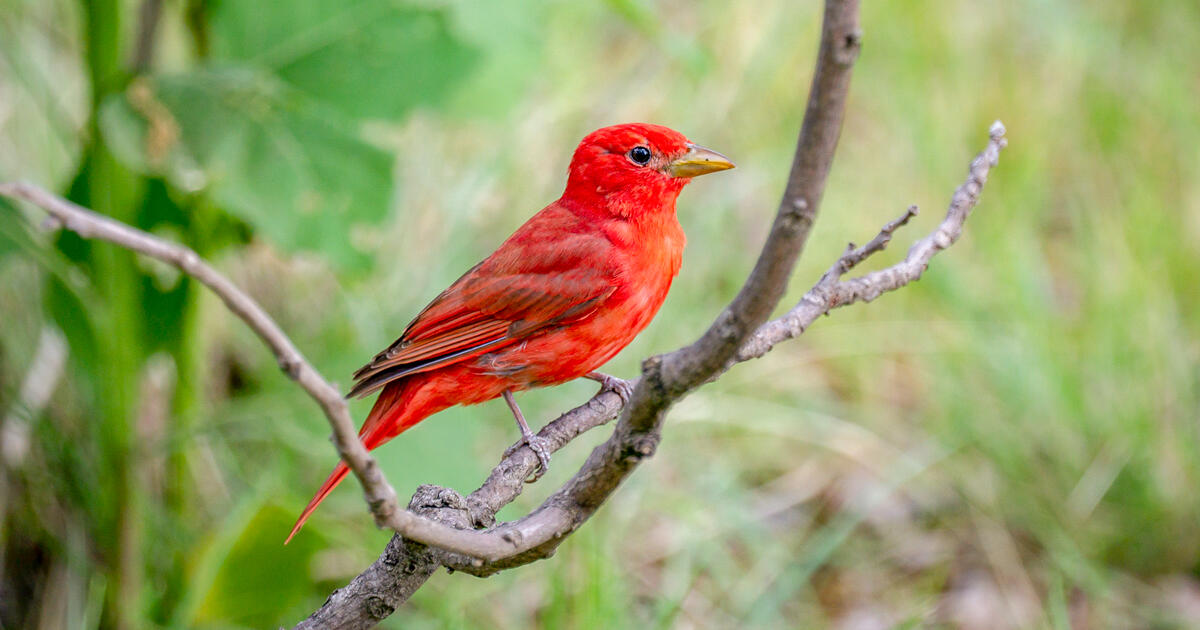 Audubon Welcomes Environmental Policy and Financial Leaders to National