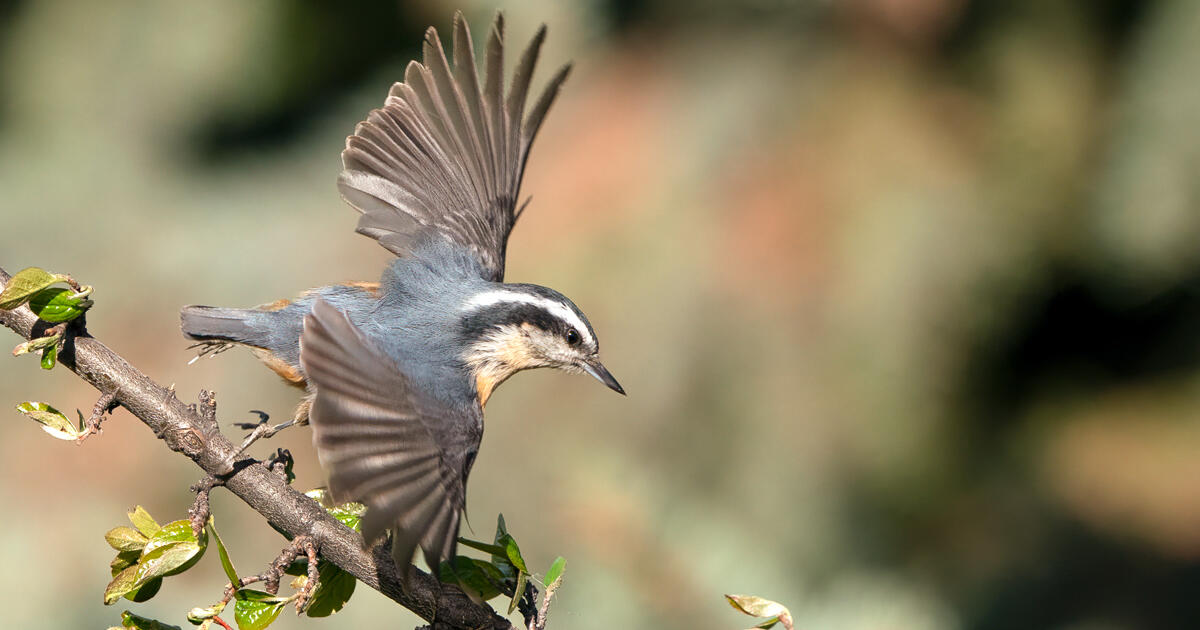 New Audubon Research Reveals Discrepancies in Conservation Planning Strategies