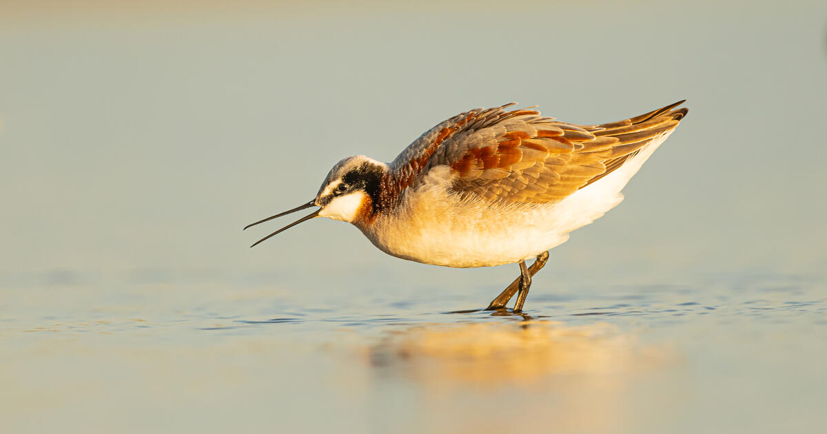 Birds of Nice Salt Lake’s South Arm Ecosystem Threatened