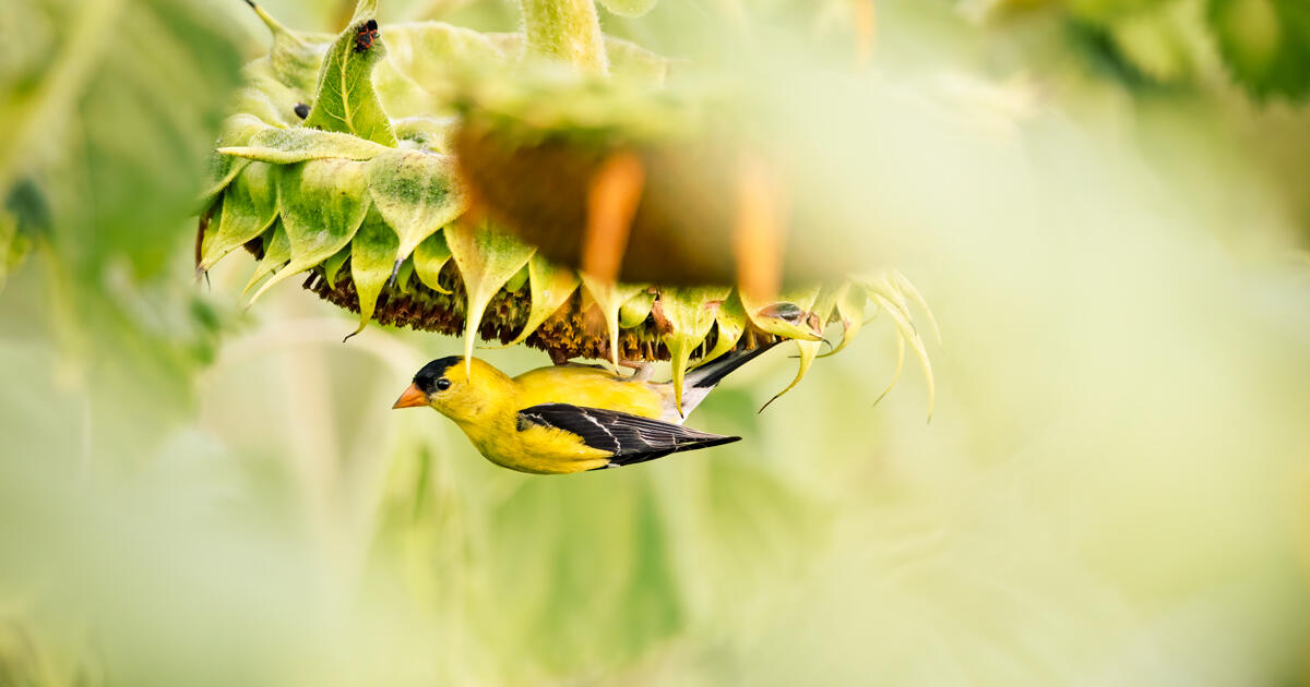 12 Ways the Inflation Reduction Act Will Benefit Birds and People - Vimarsana News
