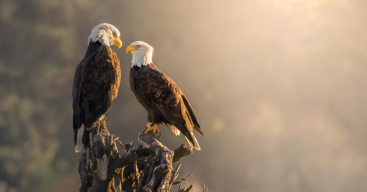 As Individuals Make Their Voices Heard, Audubon Pledges to Proceed to Work Towards a Cleaner Future for Folks and Wildlife