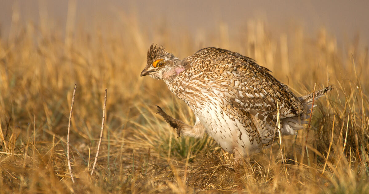 Southwest North Dakota Shade Ranch Licensed as Audubon Fowl-Pleasant Habitat