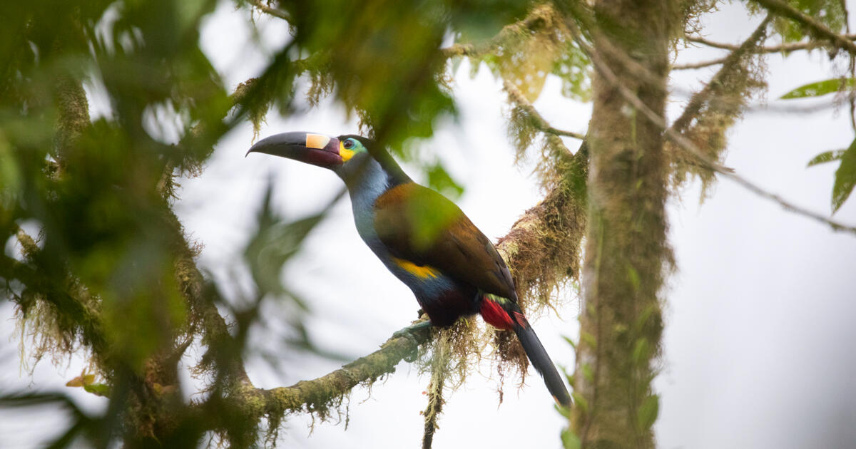 Bezos Earth Fund Invests $12 Million in Bird Conservation in the Tropical Andes - Vimarsana News