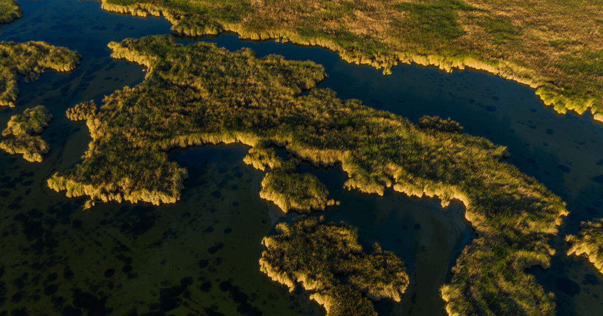 Our Plan to Count Shorebirds in the Colorado River Delta - Vimarsana News