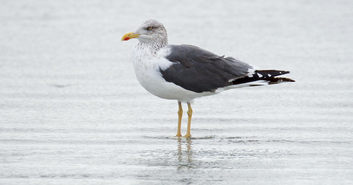 Christmas Bird Count Audobon Society 2022 19 120Th Christmas Bird Count Summary | Audubon
