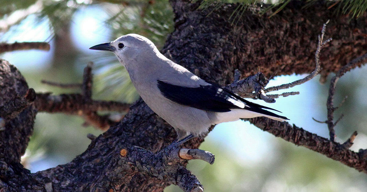 Local weather Change Administration Briefs for 525 Nationwide Wildlife Refuges