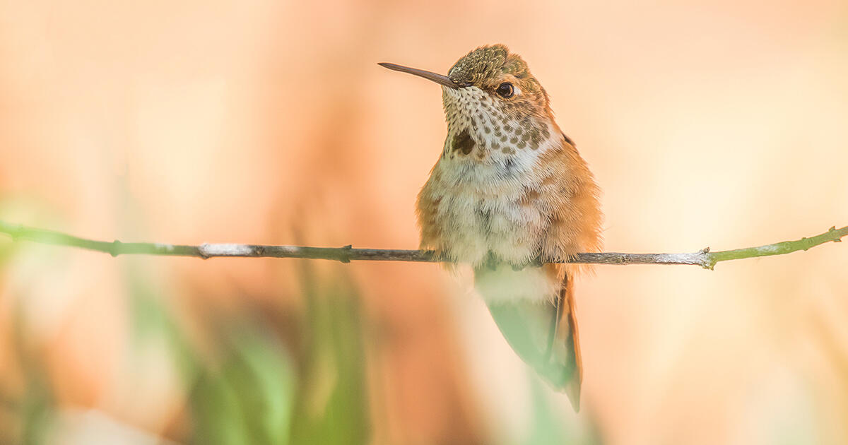 The State of the Birds Report is a Name to Motion. These Insurance policies Will Assist.