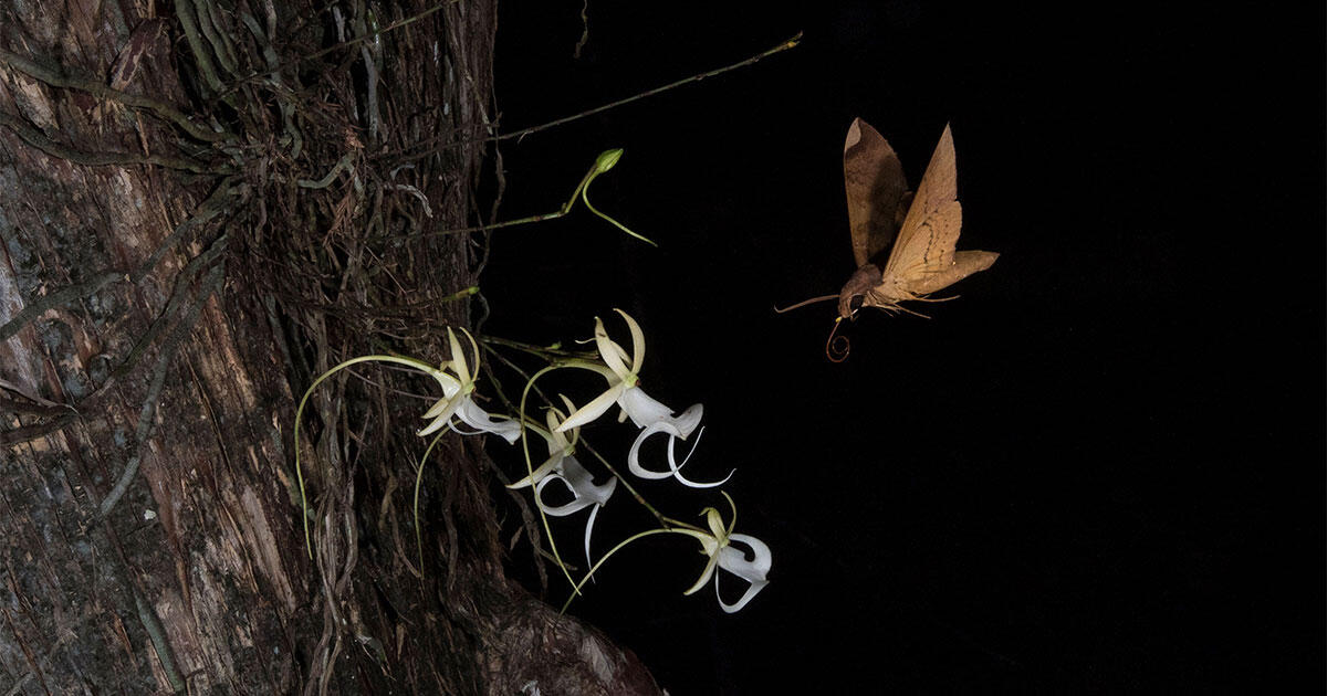 Estas fotografías revelan los secretos de polinización de la flor 